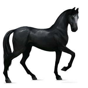 Верховая лошадь Фриз, Фризская Вороная