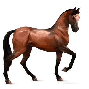 Верховая лошадь Голштинская лошадь Огненно-гнедой