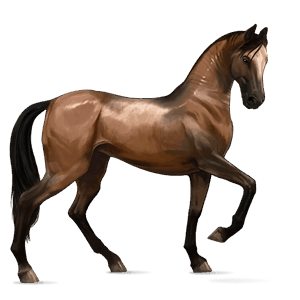Верховая лошадь Липиццан Гнедая