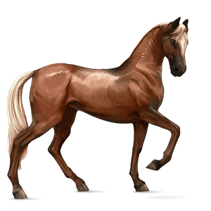 Верховая лошадь Арабская Чистокровная Огненно-рыжая