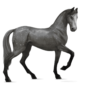 Верховая лошадь Мангаларга маршадор Пегий тобиано серый с яблоками