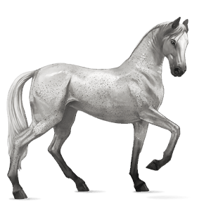Верховая лошадь Ахалтекинская Серый в яблоках