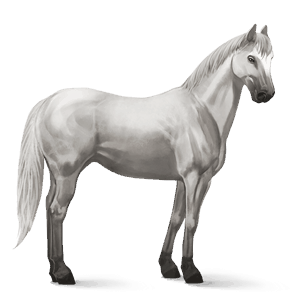 Верховая лошадь Арабская Чистокровная Светло-серый