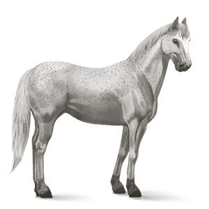 Верховая лошадь Мангаларга маршадор Серый форелевый