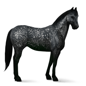 Верховая лошадь Мангаларга маршадор Серый в яблоках