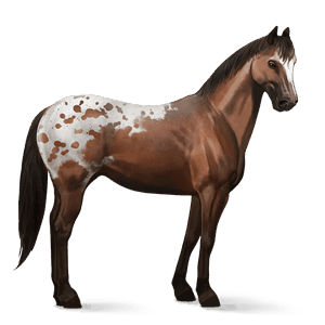 Верховая лошадь Марвари Пегий огненно-рыжий тобиано