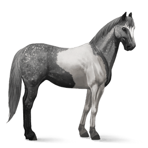 Верховая лошадь Лошадь лузитанской породы Вороная