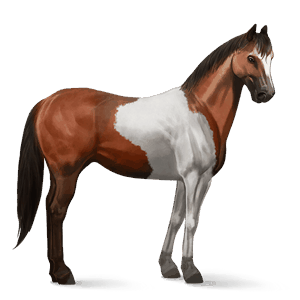Верховая лошадь Пейнт Пегий вишнёво-гнедой тобиано