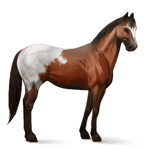 Верховая лошадь Берберийская лошадь Рыжая