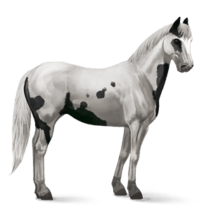 Верховая лошадь Ахалтекинская Светло-серый