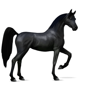 Верховая лошадь Цыганская упряжная Пегая типа тобиано