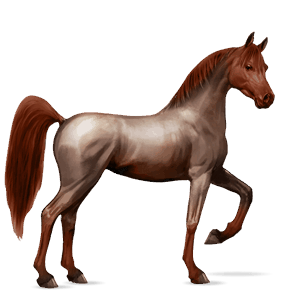 Верховая лошадь Арабская Чистокровная Рыже-чалая