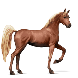 Верховая лошадь Аргентинский Криолло Рыжая