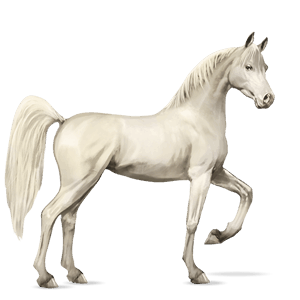Верховая лошадь Аргентинский Криолло Серый в яблоках