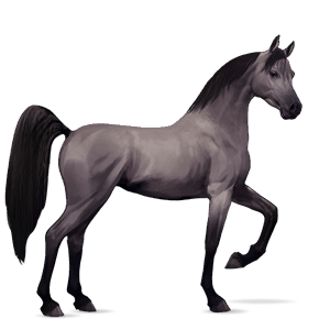 Верховая лошадь Шагия Светло-серый