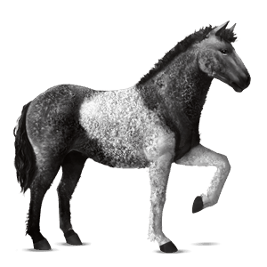 Верховая лошадь Американская кучерявая Пегая типа тобиано