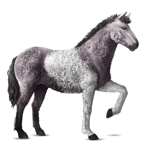 Верховая лошадь Американская кучерявая Пегий мышино-серый тобиано