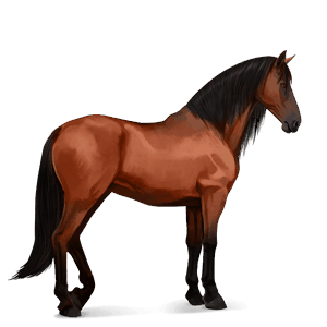 Верховая лошадь Чистокровная испанская Красно-гнедая