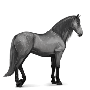 Верховая лошадь Липиццан Серый в яблоках