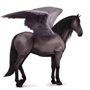Верховой Пегас Берберийская лошадь Вороная