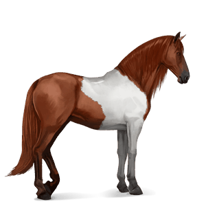 Верховая лошадь Голландская теплокровная Светло-серый