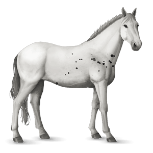 Верховая лошадь Лошадь лузитанской породы Вороная