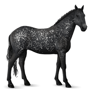 Верховая лошадь Кнабструппер Леопардово-чёрная