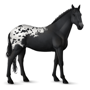 Верховая лошадь Аргентинский Криолло Пегий гнедой товеро 