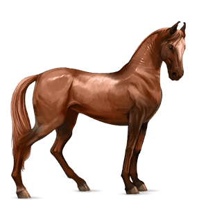 Верховая лошадь Марвари Рыжая