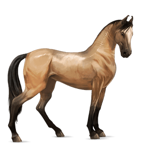 Верховая лошадь Арабская Чистокровная Серый в яблоках