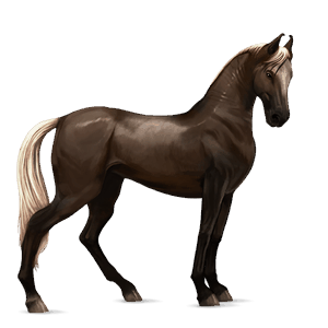 Верховая лошадь Нокота Пегий чёрный оверо