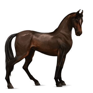Верховая лошадь Аргентинский Криолло Огненно-гнедой