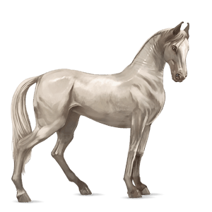 Верховая лошадь Голландская теплокровная Светло-серый