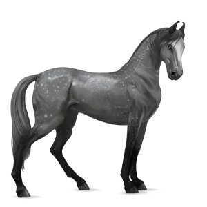 Верховая лошадь Липиццан Серый в яблоках