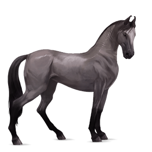 Верховая лошадь Ахалтекинская Мышино-серый