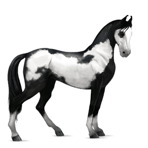 Верховая лошадь Аргентинский Криолло Пегий гнедой товеро 