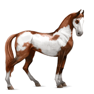 Верховая лошадь Ахалтекинская Соловая (Паломино)