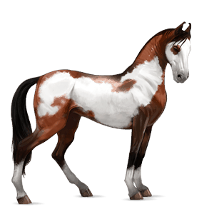 Верховая лошадь Марвари Пегий вишнёво-гнедой оверо