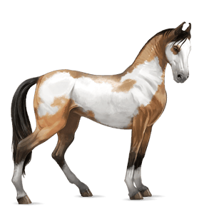 Верховая лошадь Марвари Изабелловая