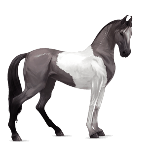 Верховая лошадь Голландская теплокровная Серый в яблоках