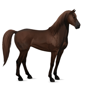 Верховая лошадь Лошадь лузитанской породы Гнедая