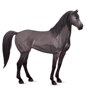Верховая лошадь Мустанг Мышино-серый