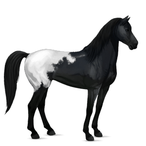 Верховая лошадь Берберийская лошадь Мышино-серый
