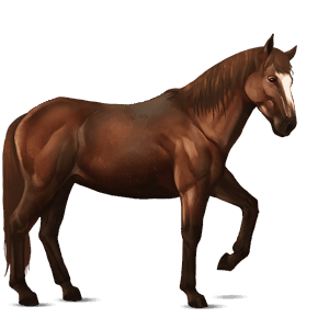 Верховая лошадь Кнабструппер Снежно-чёрная
