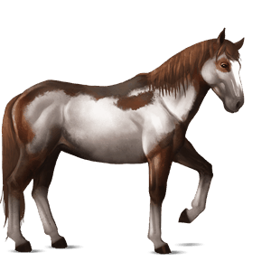 Верховая лошадь Нокота Серебристо-буланая типа оверо