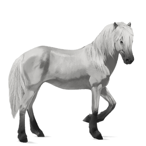 Верховая лошадь Исландская Лошадь Светло-серый