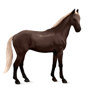 Верховая лошадь Пегий вишнёво-гнедой тобиано