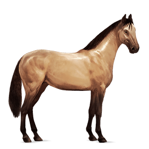 Верховая лошадь Исландская Лошадь Огненно-гнедой