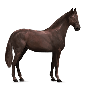Верховая лошадь Аргентинский Криолло Огненно-рыжая