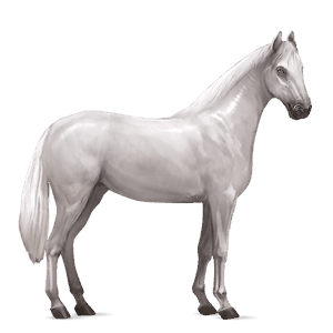 Верховая лошадь Аргентинский Криолло Светло-серый